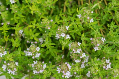 Çiçekler yaz aylarında bahçede çiçek açması ile ev yetiştirilen kekik