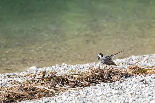 Lindo pajarito de cola blanca meneando su cola junto al lago en Austria, Europa — Foto de Stock