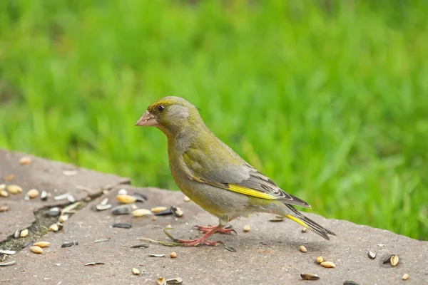 Uccello verdone europeo di colore giallo verde che mangia semi di girasole — Foto Stock