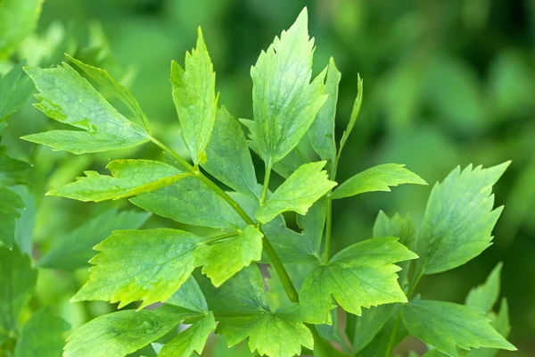 Mokré listy rostliny libeček (Levisticum officinale) roste na zahradě, Evropa — Stock fotografie