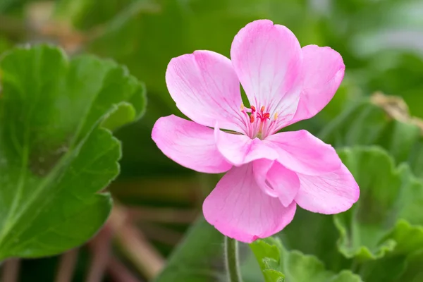 Fleurs de géranium aux pétales roses fleurissant en été en Autriche — Photo