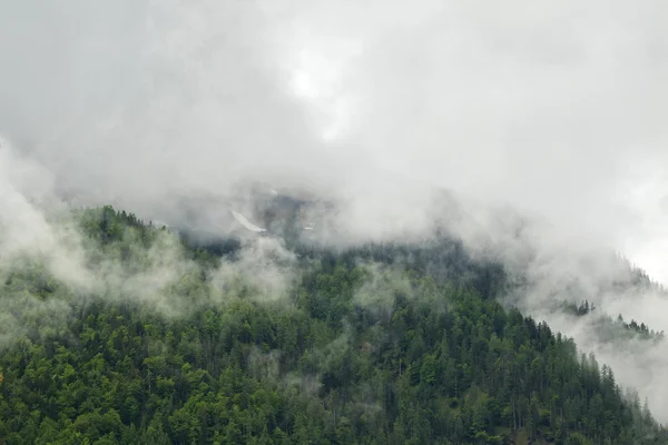 Пейзаж живописный вид зеленого соснового леса высокие горы в низких облаках — стоковое фото