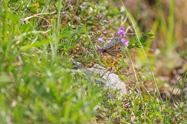 Wand brauner Schmetterling mit Punkten, der sich im Sommer von Blumen ernährt — Stockfoto