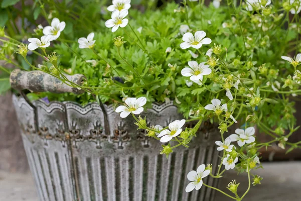 Pot rempli de feuilles de roche, fleurs Mossy Saxifrage en fleur blanche — Photo