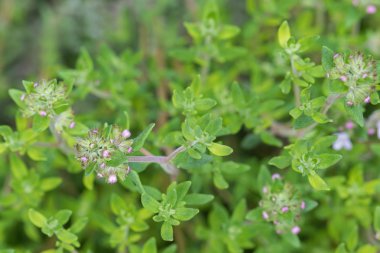 Çiçekler yaz aylarında bahçede çiçek açması ile ev yetiştirilen kekik