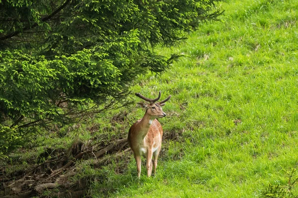 Veado vermelho macho com chifre novo em pé sob pinheiros na floresta — Fotografia de Stock