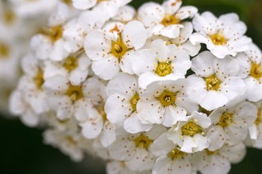 Beyaz alanlara çiçekler-çiçek açması dügün bilinen,