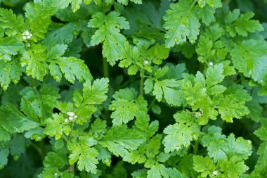 Feverfew bitkiler ıslak yeşil yaprak ve çiçek tomurcukları yağmurdan sonra