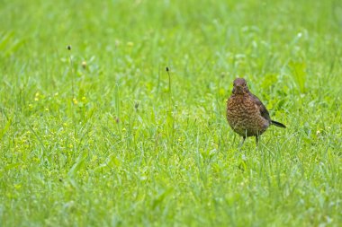 Kadın Avrasya Avusturya, Europe yeşil çayır yürüyüş karatavuk