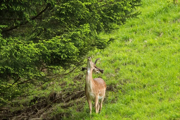 Veado vermelho macho com chifre novo tentando alcançar um galho de pinheiro — Fotografia de Stock