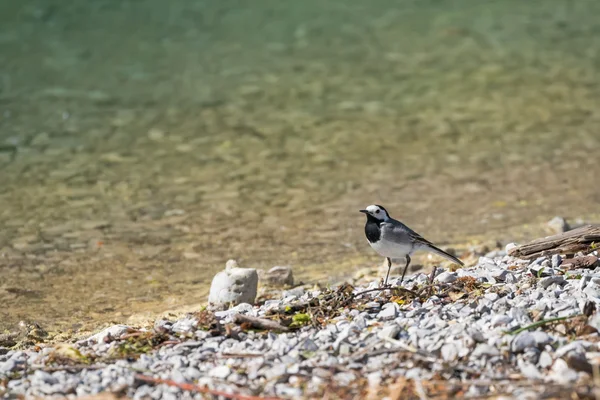 Aranyos kis fehér billegető madár, fekete, szürke, fehér-tó partján — Stock Fotó