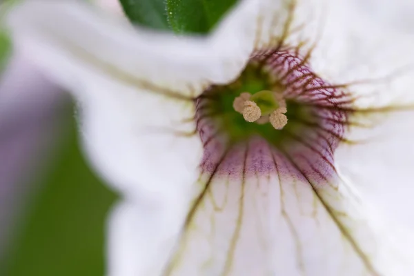 Soft focus of pollen from Petunia flower in white with a shade of purple — Stock Photo, Image