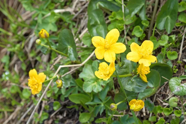 Marsh Marigold flores em amarelo crescendo na floresta molhada florescendo — Fotografia de Stock