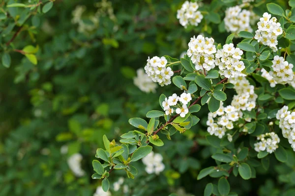 Spiraea Bílé květiny, známý jako svatební věnce kvetoucí v létě v Rakousko, Evropa — Stock fotografie