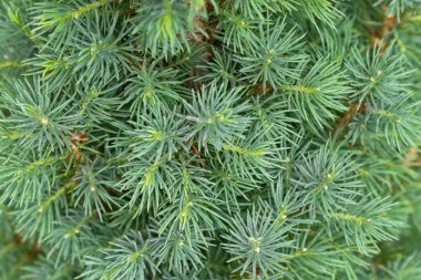 Yeşil renkte closeup doku genç cüce çam ağacının yaprakları