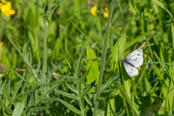 Borboleta branca de veios verdes em pérola na grama verde no verão — Fotografia de Stock