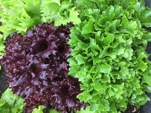 Home grown curly lettuce in purple color and other fresh salad leaves