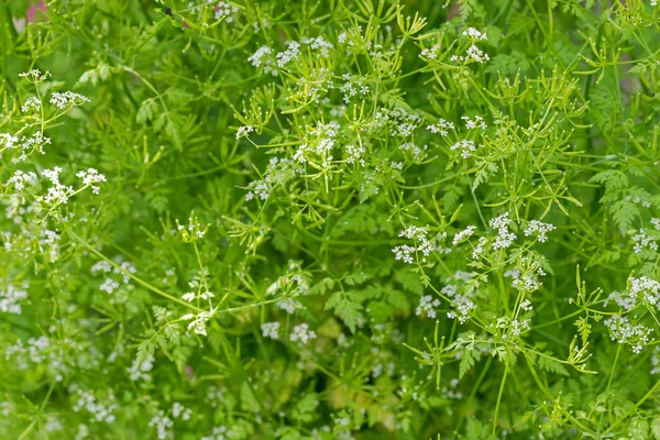 Garden Chervil blossoming white flowers during summer in Austria — Stock Photo, Image
