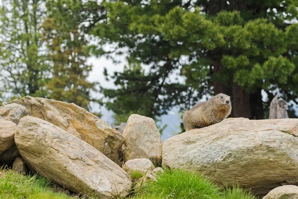 Murmeltier auf Fels im Sommer in Österreich, Europa — Stockfoto