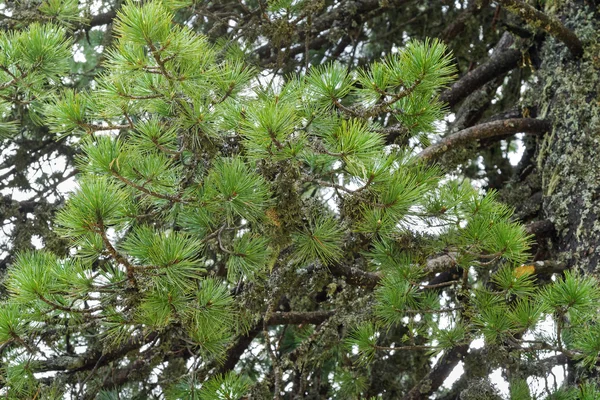 Aguja de pino de piedra suiza hojas con liquen creciendo en su rama —  Fotos de Stock