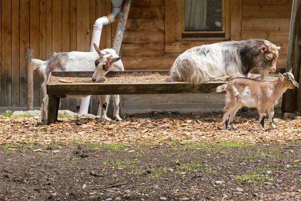 Chèvres domestiques alpines mangeant de la nourriture séchée préparée dans une mangeoire en bois — Photo