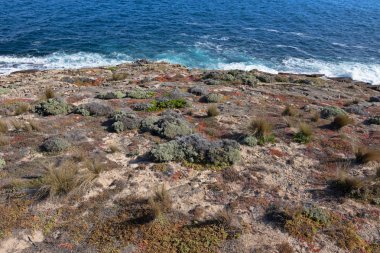 Tuz dayanıklı bitki ve çim kenarı, Kanguru Adası, Güney Avustralya Flinders Chase Milli Parkı büyüyen