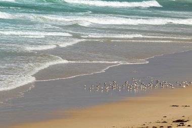 Daha az tepeli kırlangıçlar seabird Kanguru Adası, Güney Avustralya'nın güney kıyısındaki mühür koyunda