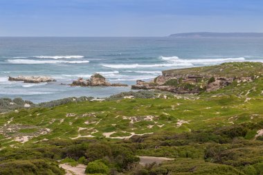 Deniz Aslanları, onların ıslah toprakları, Güney Avustralya iç içe yerleştirme, yumuşak çimenlerin üzerinde dinlenme