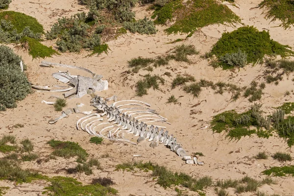 Stora vita valen skelett ben på sand på Seal Bay, Kangaroo Island, South Australia — Stockfoto