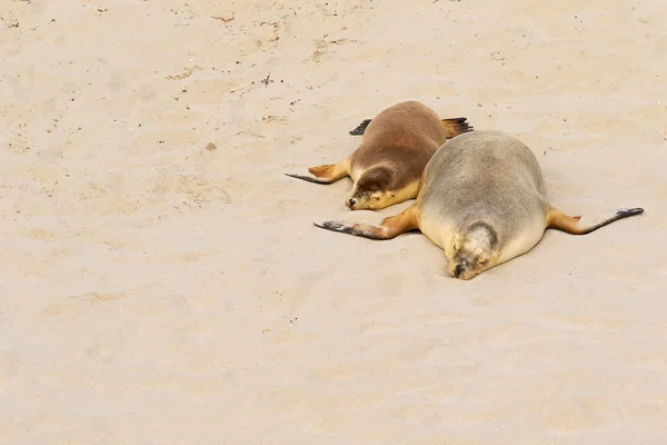 Two Australian Sea Lions sleeping on warm sand at Seal Bay, Kangaroo Island, South Australia