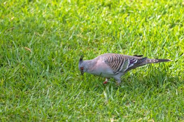 Pigeon kuş yiyecek arayan başındaki siyah Spike'la tepeli