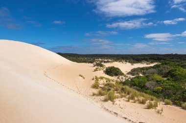 Yüksek Kum tepesi ridge ve kuraklık dayanıklı bitkiler küçük Sahara, Güney Avustralya, mavi gökyüzü ile