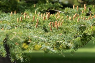 Deodar, Himalaya sedir ağacı Adelaide, Güney Avustralya büyüyen koniler
