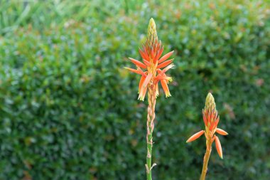 Aloe Topaz etli bitki Adelaide büyüyen turuncu çiçekler