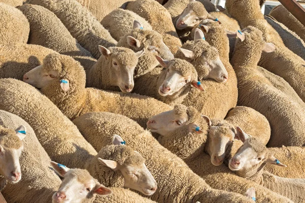 Uma manada de ovelhas australianas em pé ao sol em um caminhão — Fotografia de Stock
