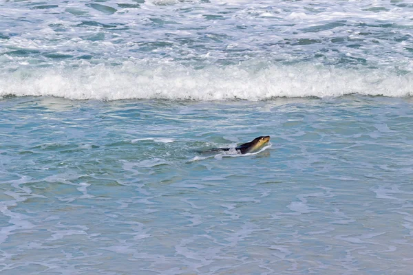 Australian Sea lion swimming at Seal Bay, Sea lion colony, Kangaroo Island, South Australia — Stock Photo, Image