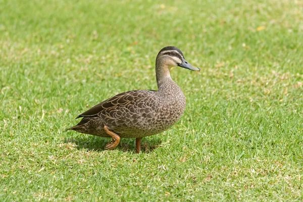 Pacific Black Duck, pato dabbling, andando sobre grama verde em Adelaide, Austrália do Sul — Fotografia de Stock