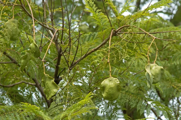 Cialde verdi fresche di semi di Jacaranda sul suo albero, in Australia Meridionale — Foto Stock