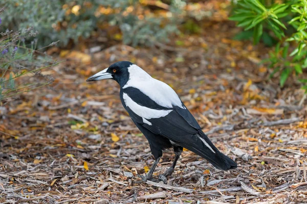 Masculino australiano magpie pássaro no preto e branco plumagem no sul da Austrália — Fotografia de Stock