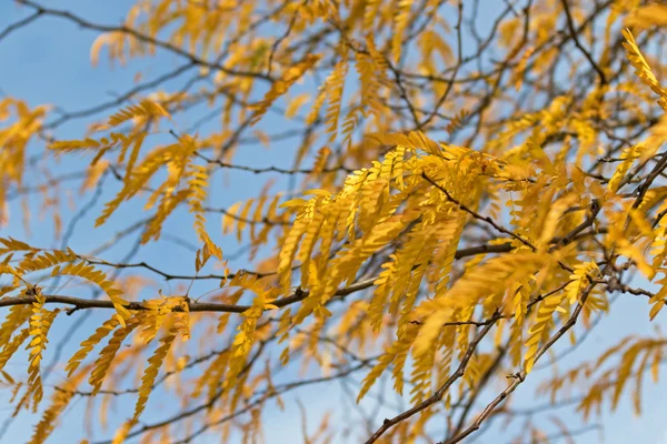 金黄秋叶冰碛 Honeylocust 树对蓝天 — 图库照片