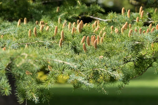 Cones de Deodar, árvore de cedro do Himalaia crescendo em Adelaide, Austrália do Sul — Fotografia de Stock