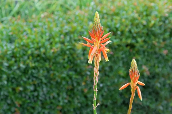 Flores naranjas de Aloe Topaz planta suculenta creciendo en Adelaida — Foto de Stock