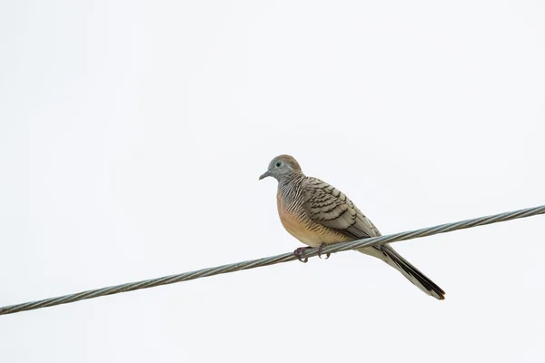 Zebra Dove, conocido como pájaro dovo de tierra barrado posado en la línea eléctrica, Tailandia — Foto de Stock