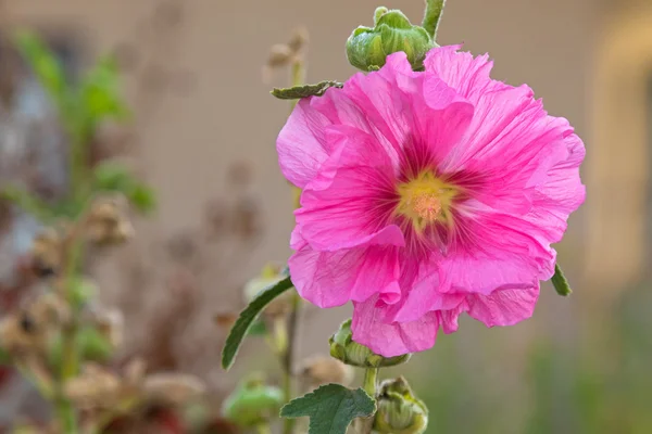 Hollyhock λουλούδι (Αλκέα) σε ροζ άνθηση κατά τη διάρκεια του φθινοπώρου στη Νότια Αυστραλία — Φωτογραφία Αρχείου