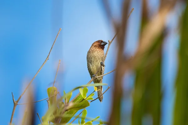 Złotawy Scaly Munia ptak w kolorze brązowym z oznaczeniem na piersi — Zdjęcie stockowe