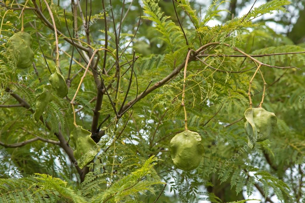 Fresh green Jacaranda seed pods on its tree, in South Australia — Stock