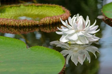 Su birikintisi içinde çiçek açması dev nilüfer (Victoria amazonica) büyük beyaz çiçek