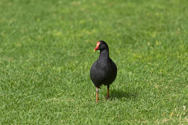 Young Dusky Moorhen bird with yellow-tipped red bill walking on green grass, South Australia — Stock Photo, Image