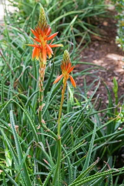 Orange blommor av Aloe Topaz saftiga växtodling i Adelaide, South Australia — Stockfoto