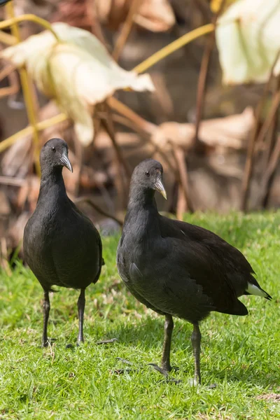 Jovens pássaros Dusky Moorhen em preto andando na grama verde, Austrália do Sul — Fotografia de Stock